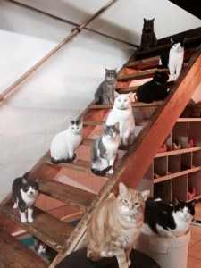 association rencontre adoption toulouse