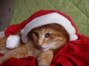 pere-noel-est-chat-animal-pied-sapin_211753