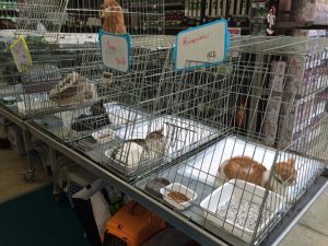 adoption truffaut