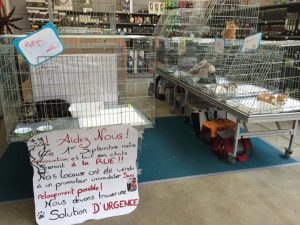 journée adoption