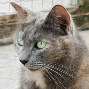 Qui Sommes Nous La Maison Des Chats Oise Qui Sommes Nous La Maison Des Chats Oise