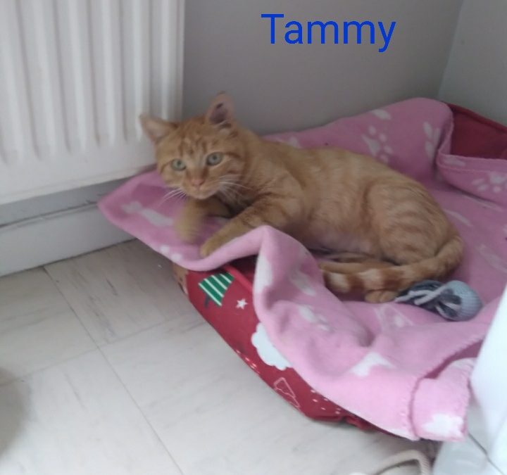 Tammy