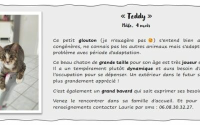 Teddy