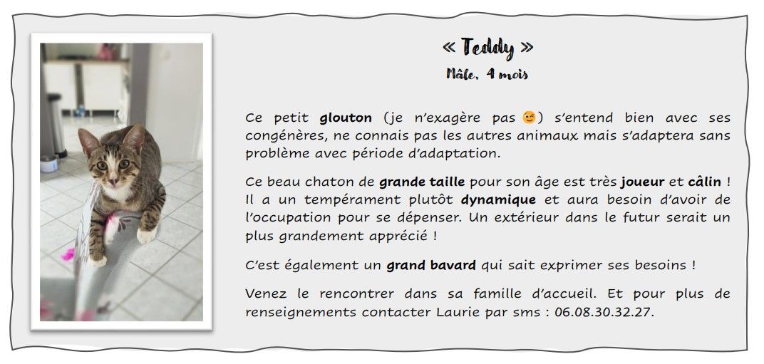 Teddy