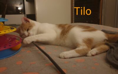 Tilo