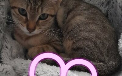 Olympe