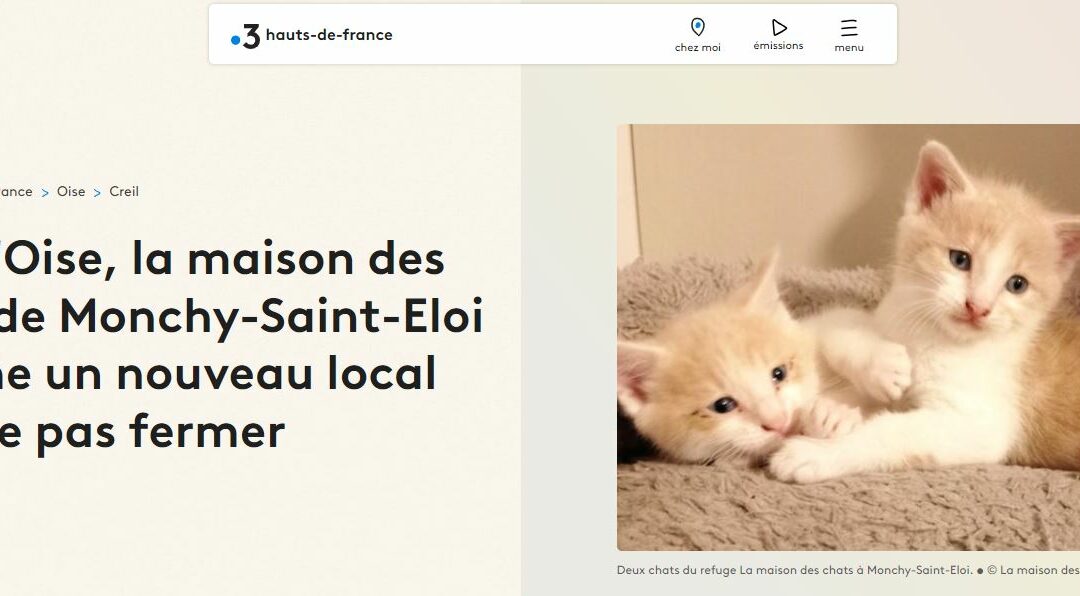 Dans l’Oise, la maison des chats de Monchy-Saint-Eloi cherche un nouveau local pour ne pas fermer