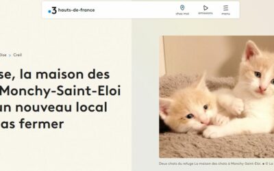 Dans l’Oise, la maison des chats de Monchy-Saint-Eloi cherche un nouveau local pour ne pas fermer