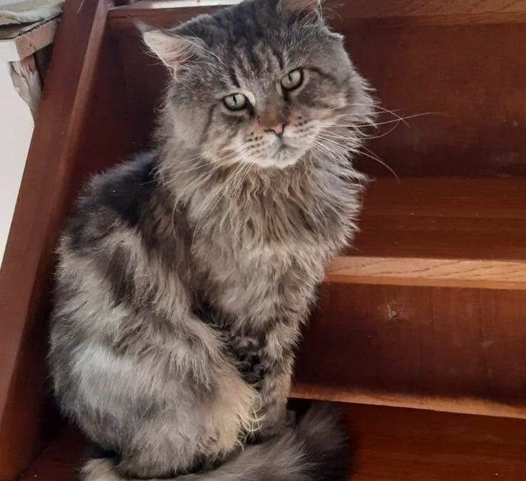 Patoune