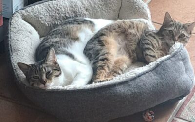 Dora & Didou