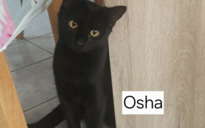 Osha