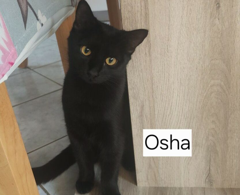 Osha