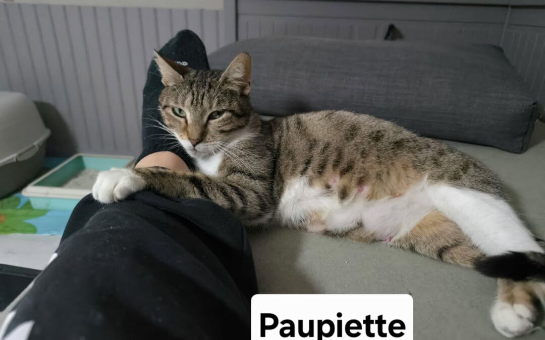 Paupiette
