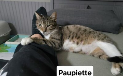 Paupiette