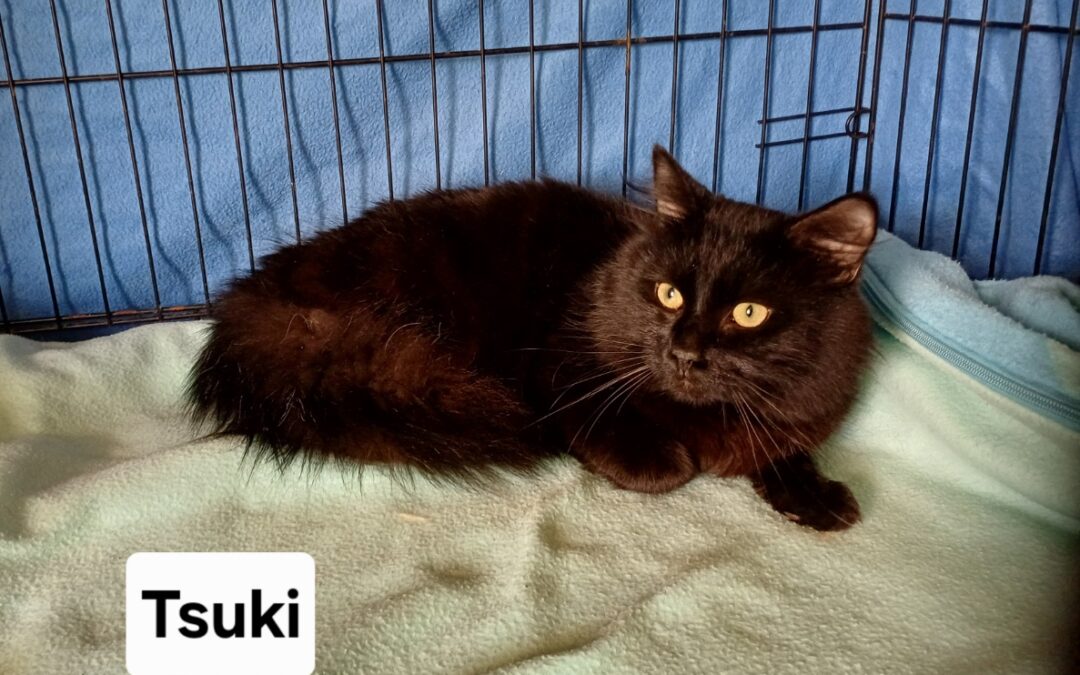 Tsuki