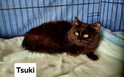 Tsuki