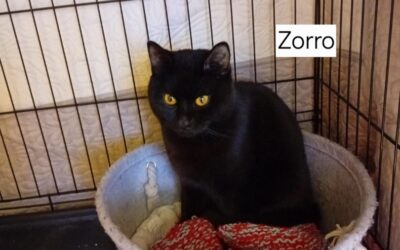 Zorro