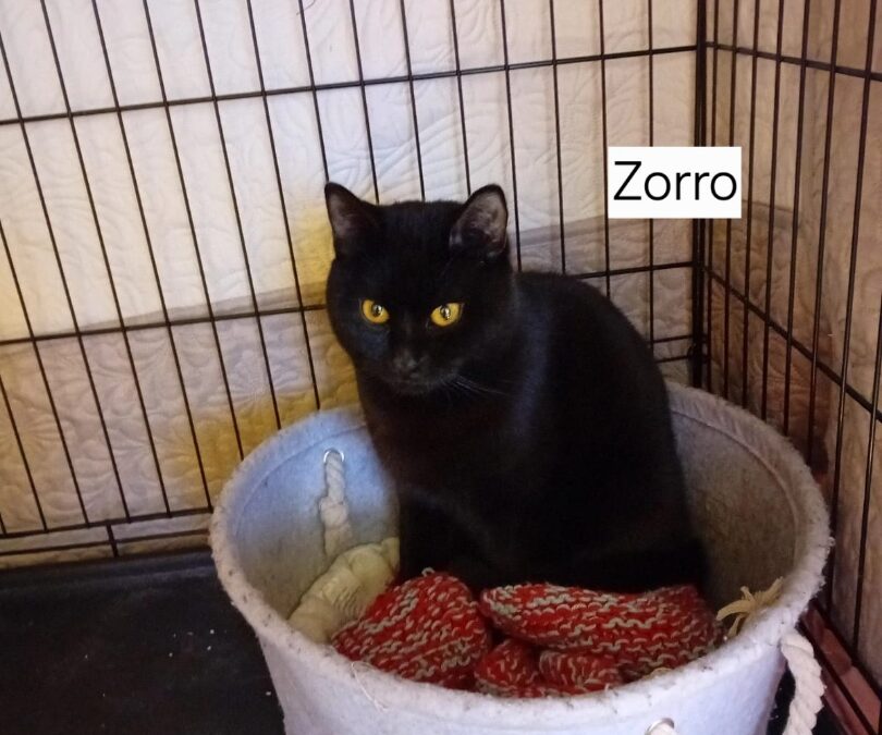 Zorro