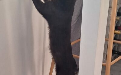 Heko