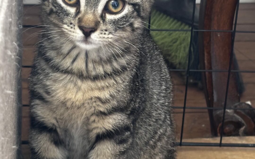 Oscar