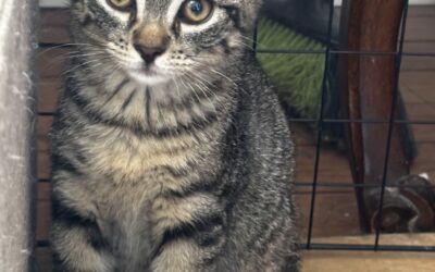 Oscar