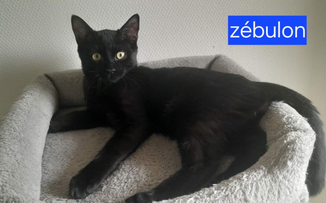 Zebulon