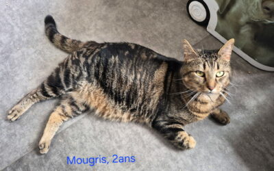 Mougris