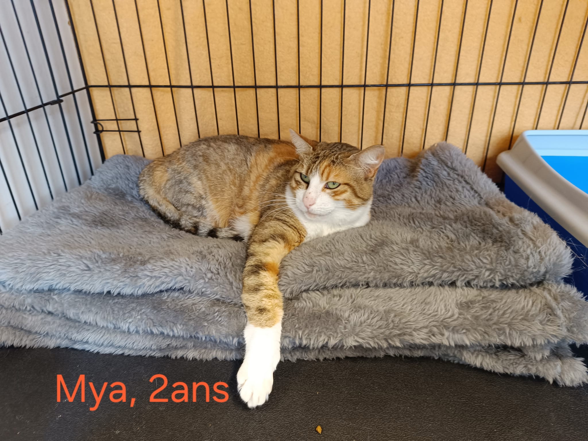 Mya
