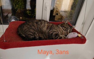 Maya
