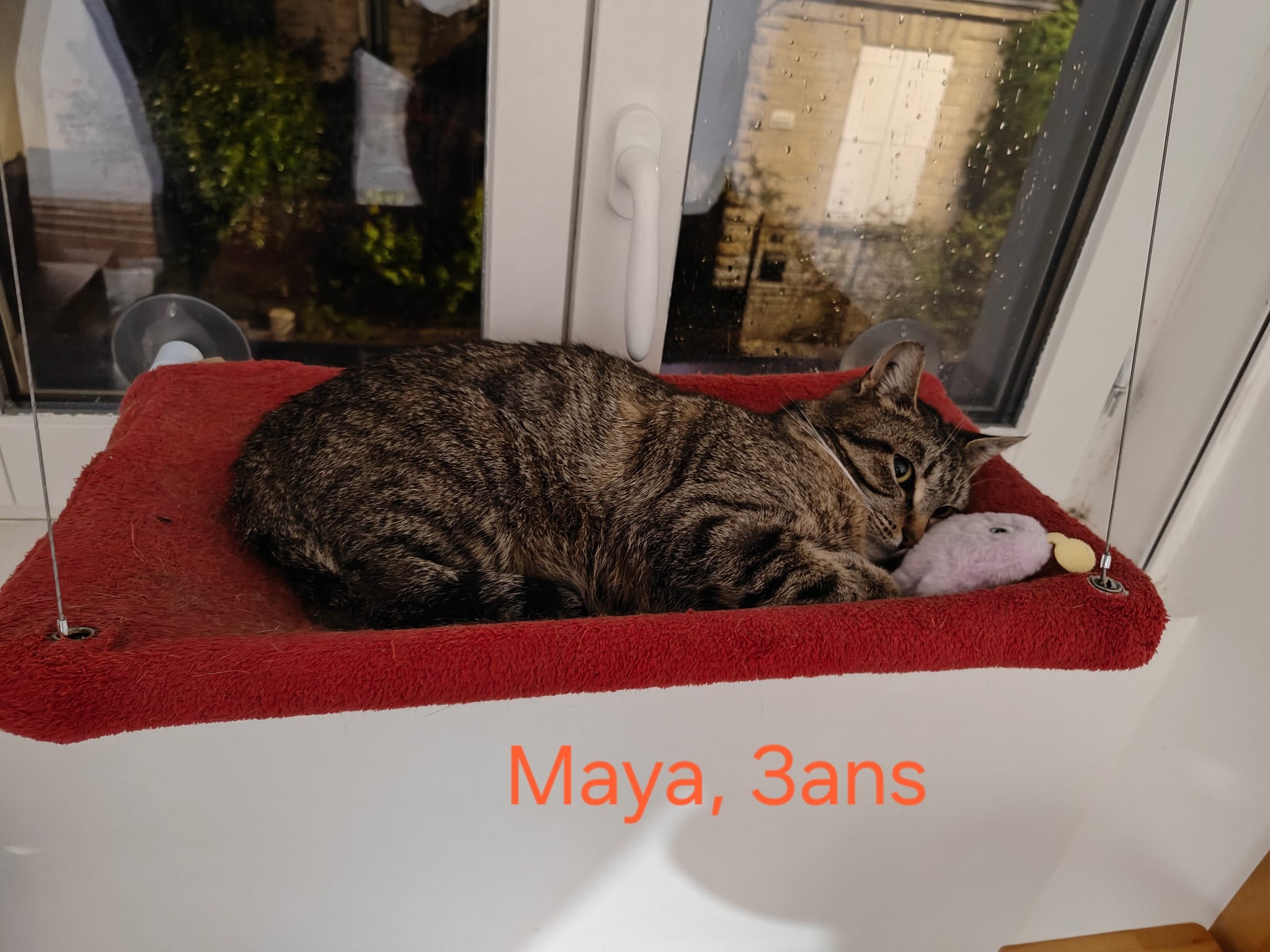 Maya