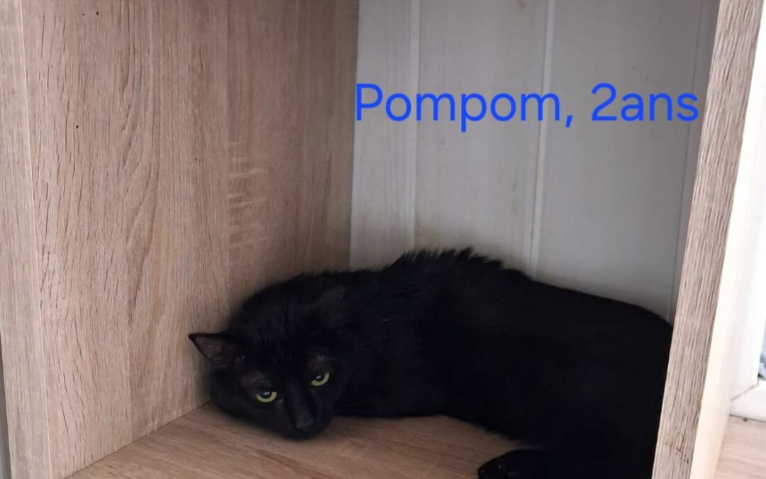 Pompom