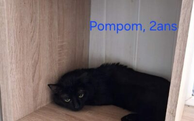 Pompom