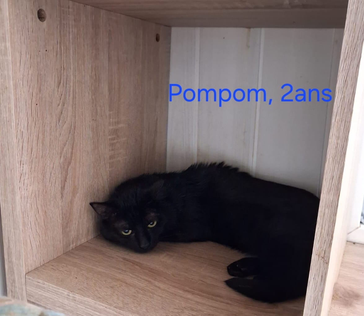 Pompom