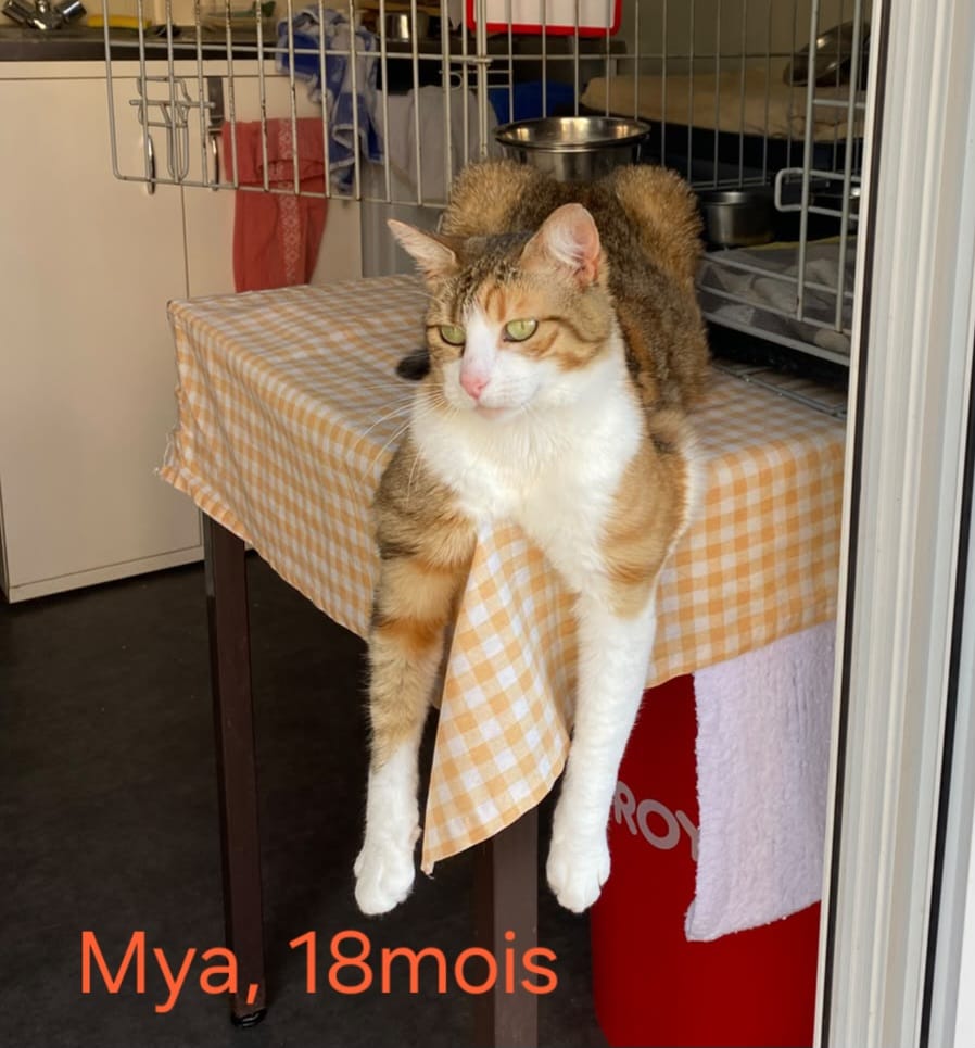 Mya
