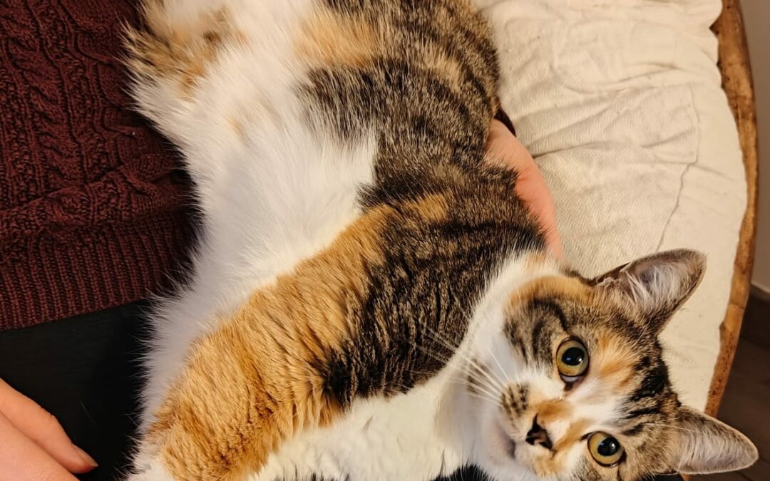Nya