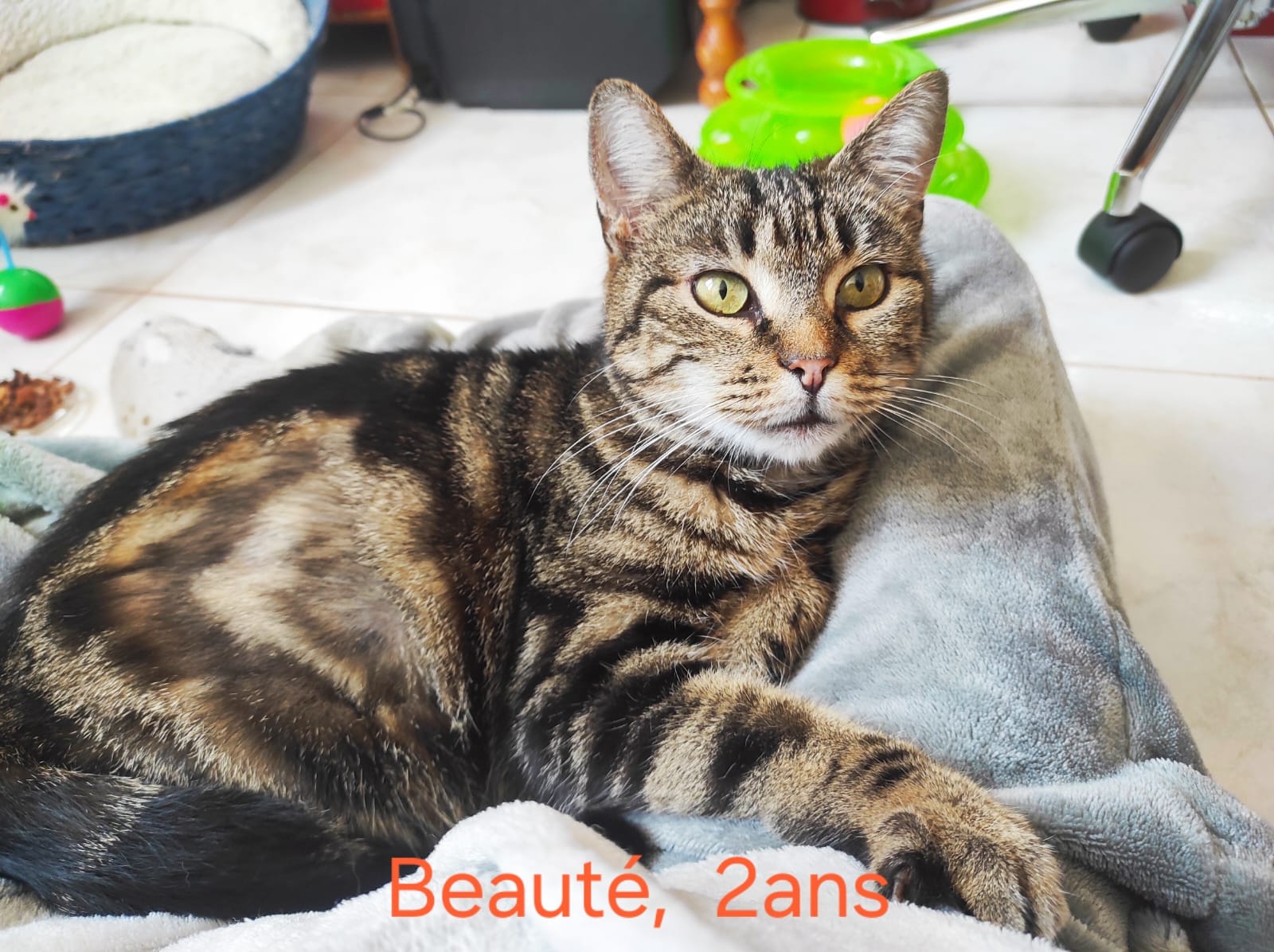 Beauté